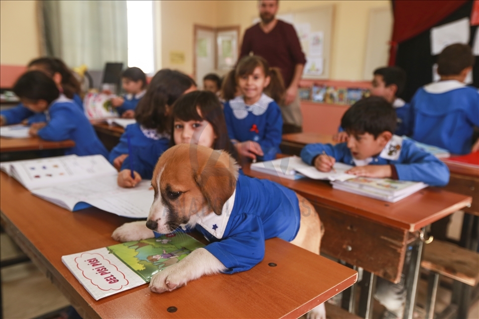 School's mascot dog Findik in Turkey's Tokat