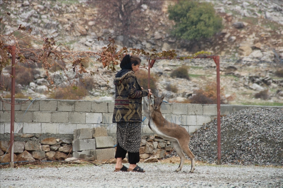 Keçika ji Hekariyê bizina kovî ya ji çolê dîtiye wek çavê xwe xwedî dike