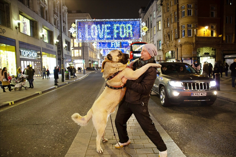 Londra sokaklarında Anadolu çoban köpeği