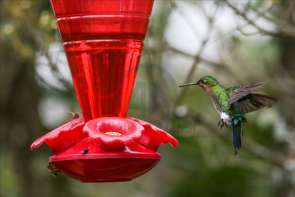 Colombia: A hummingbird’s paradise