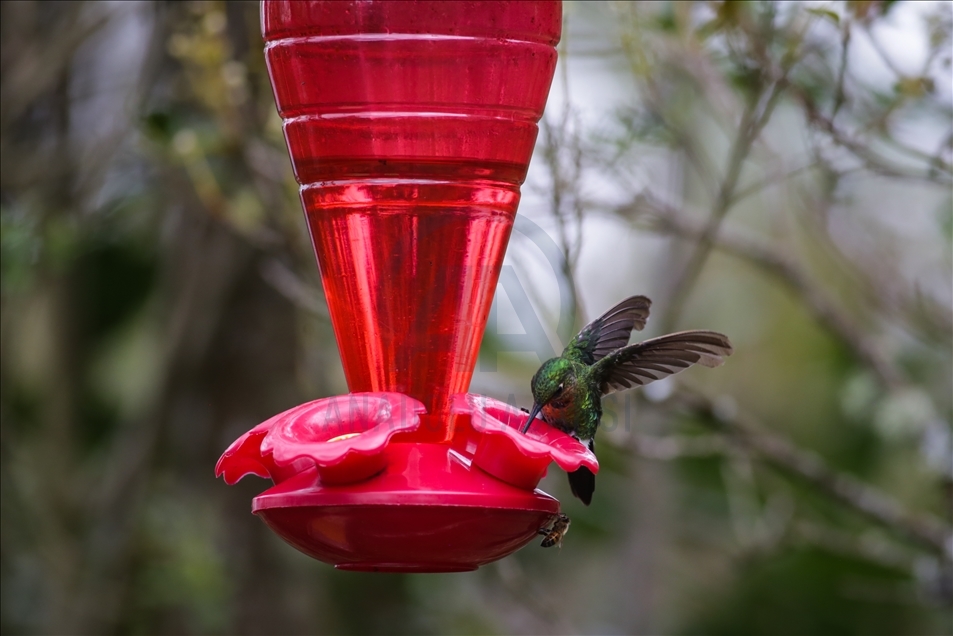 Colombia: A hummingbird’s paradise