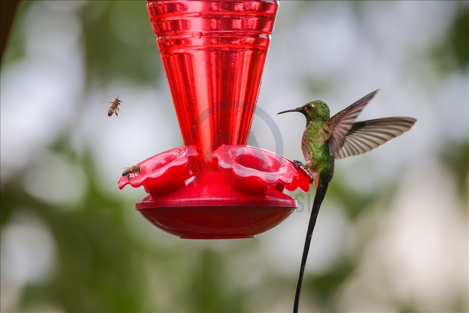 Colombia: A hummingbird’s paradise