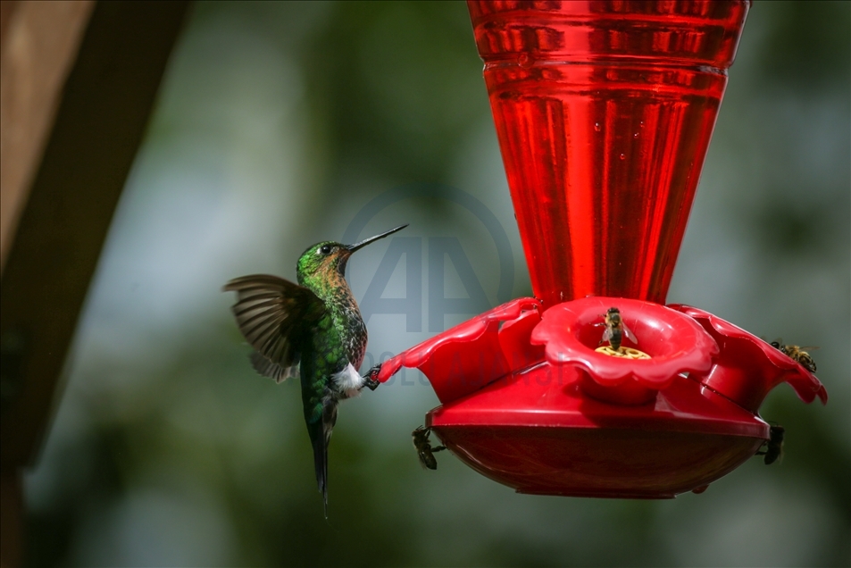 Colombia: A hummingbird’s paradise