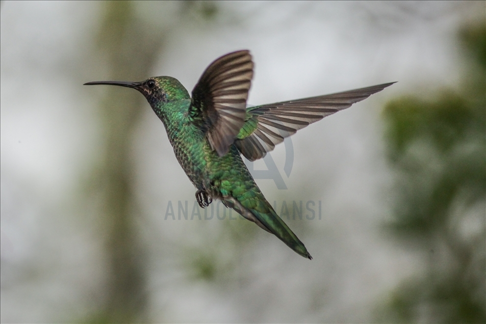 Colombia: A hummingbird’s paradise