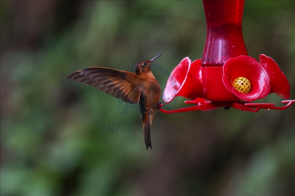 Colombia: A hummingbird’s paradise