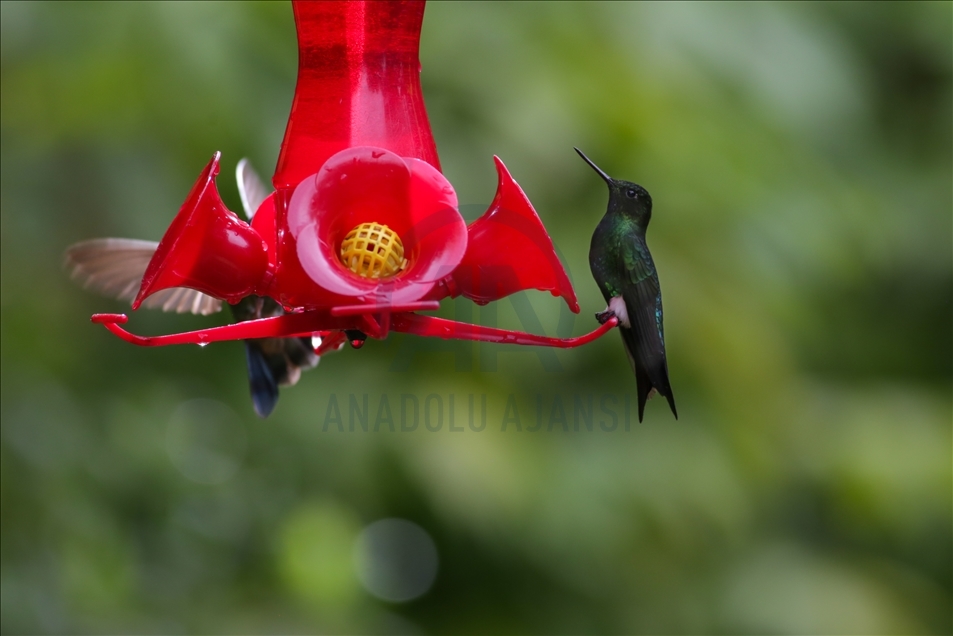 Colombia: A hummingbird’s paradise