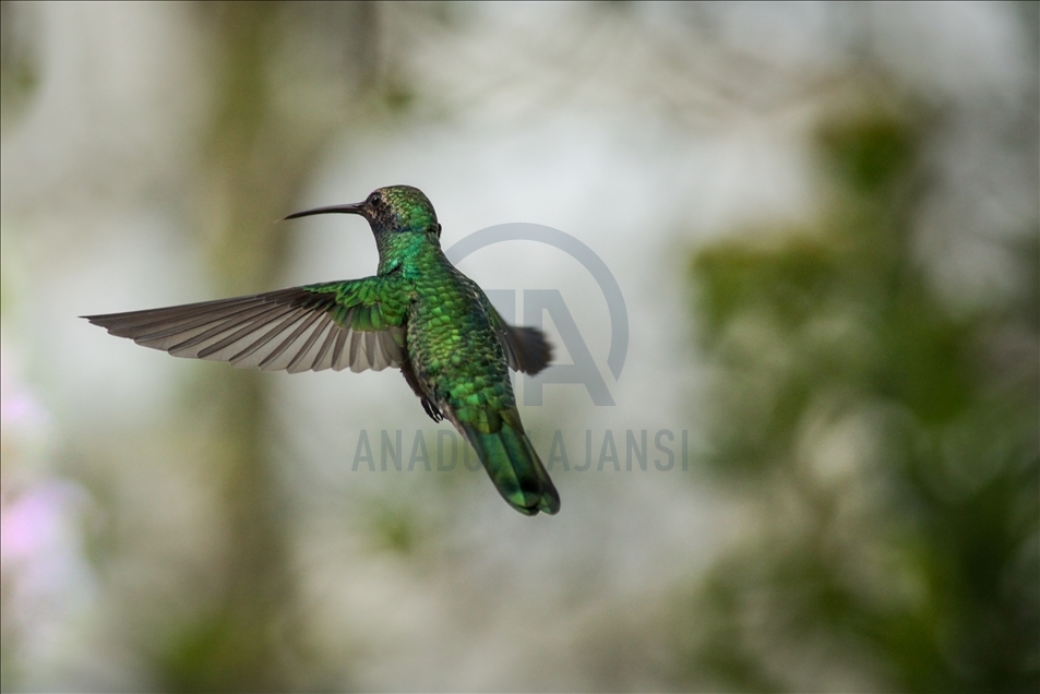 Colombia: A hummingbird’s paradise