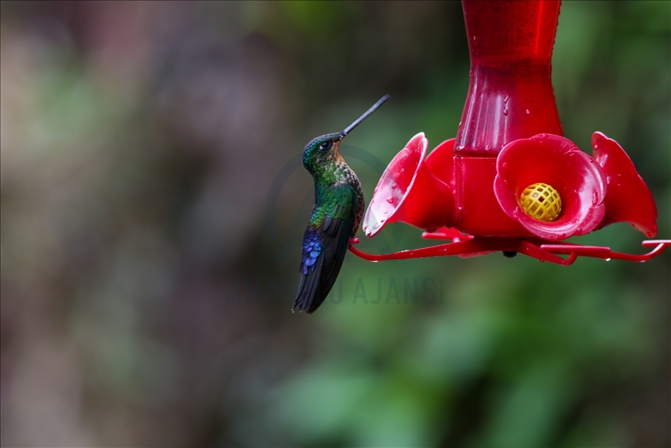 Colombia: A hummingbird’s paradise