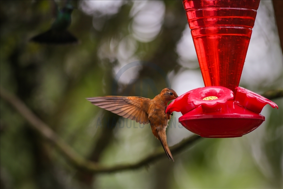 Colombia: A hummingbird’s paradise