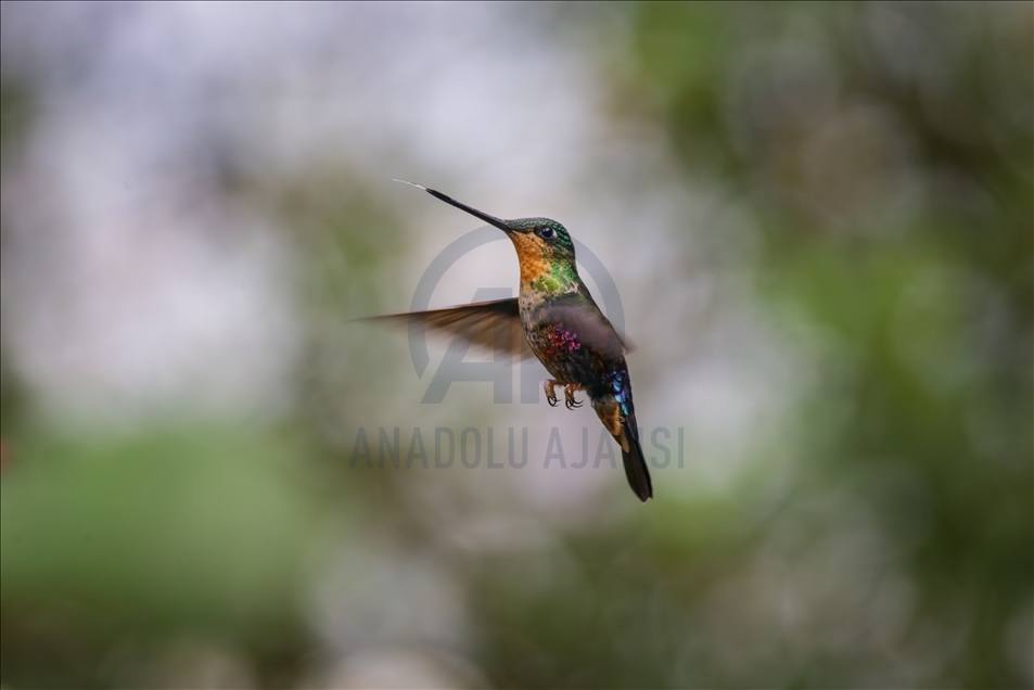 Colombia: A hummingbird’s paradise