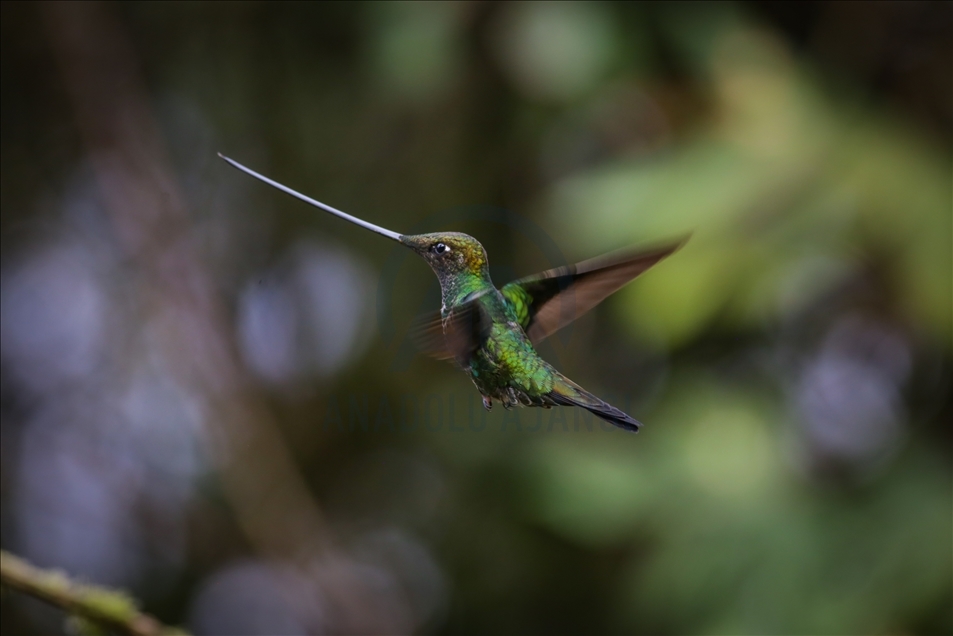 Colombia: A hummingbird’s paradise