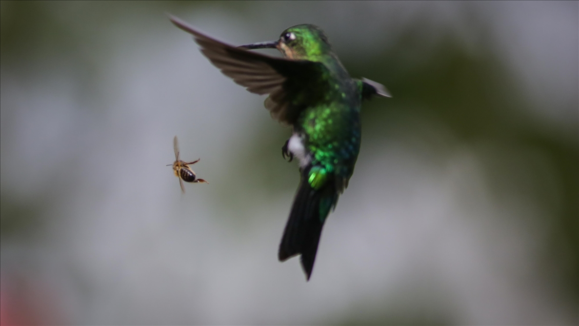 Colombia: A hummingbird’s paradise