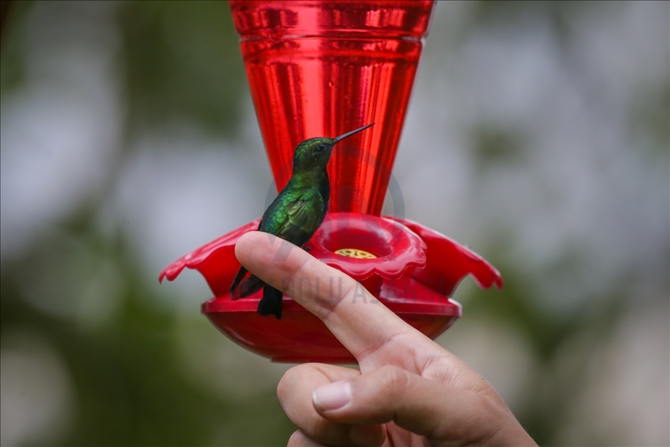 Colombia: un paraíso para los colibríes