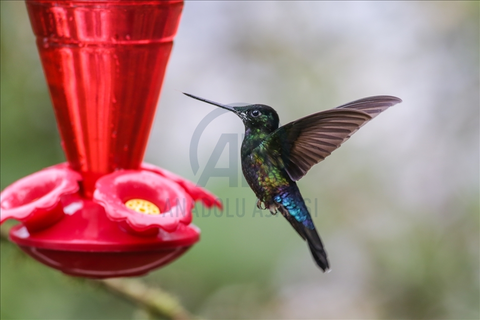 Colombia: un paraíso para los colibríes