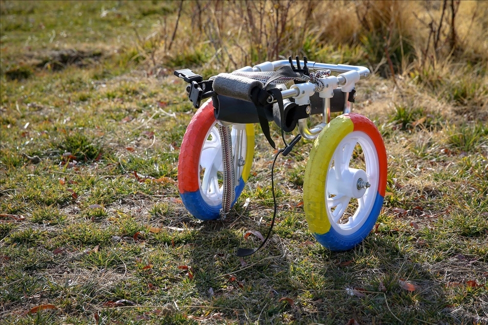 Un zorro con discapacidad vuelve a caminar con la ayuda de un centro de conservación turco