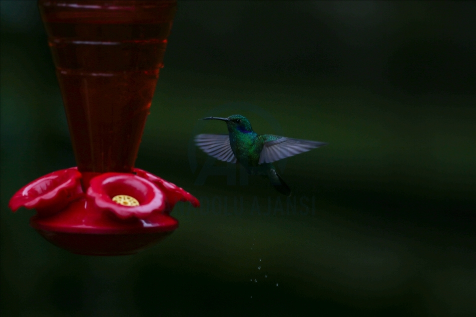 Colombia: un paraíso para los colibríes