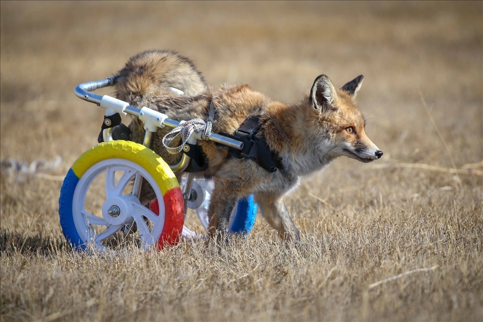 Un zorro con discapacidad vuelve a caminar con la ayuda de un centro de conservación turco