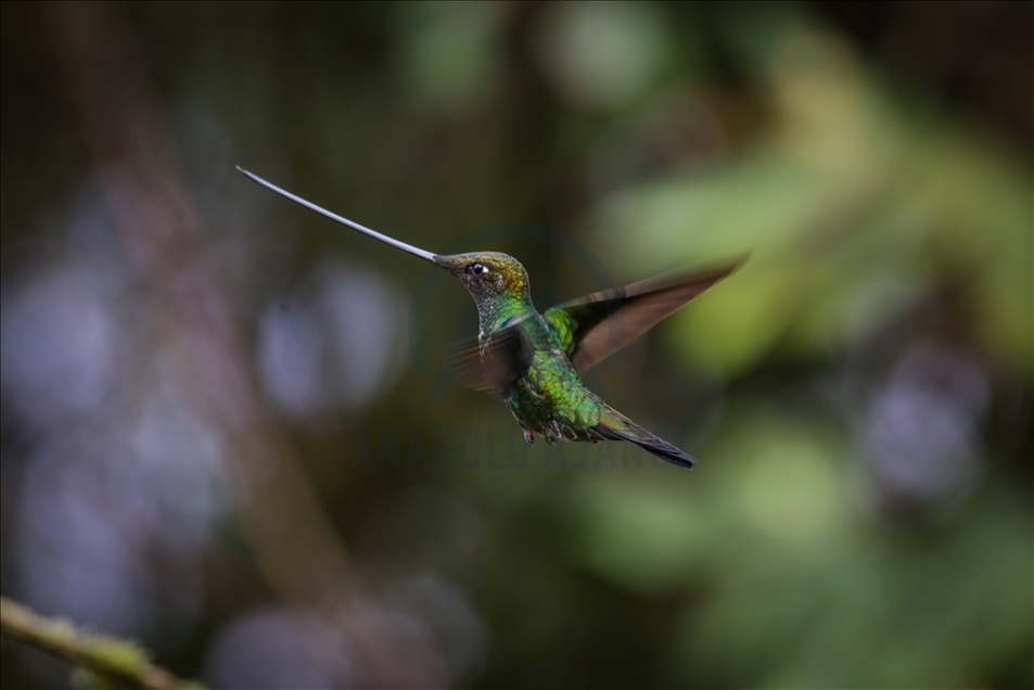 Colombia: un paraíso para los colibríes