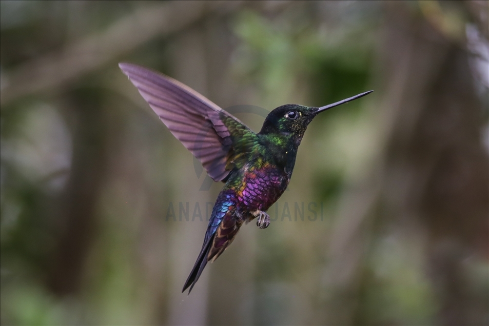 Colombia: un paraíso para los colibríes