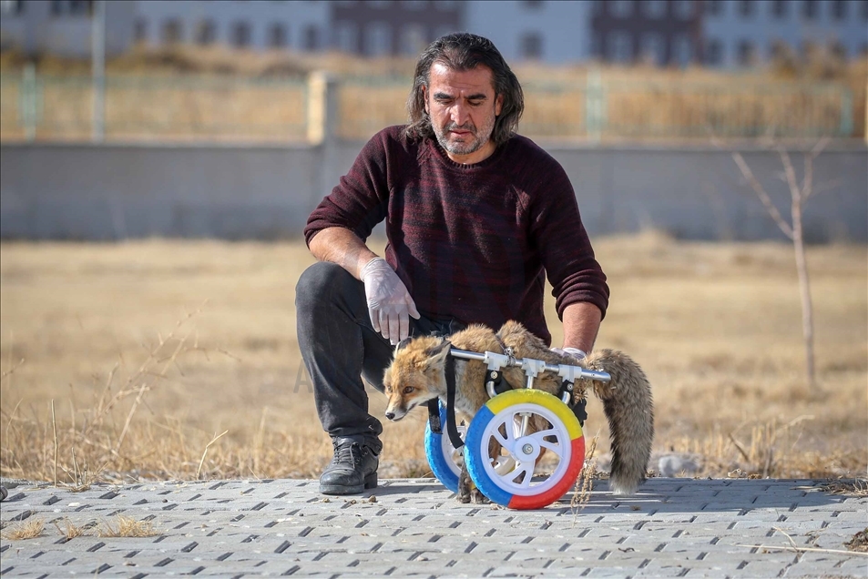 Un zorro con discapacidad vuelve a caminar con la ayuda de un centro de conservación turco