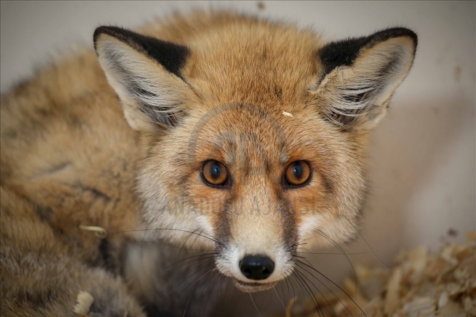 Un zorro con discapacidad vuelve a caminar con la ayuda de un centro de conservación turco