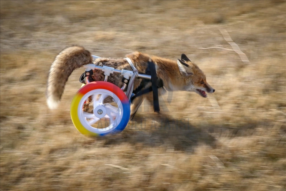 Un zorro con discapacidad vuelve a caminar con la ayuda de un centro de conservación turco