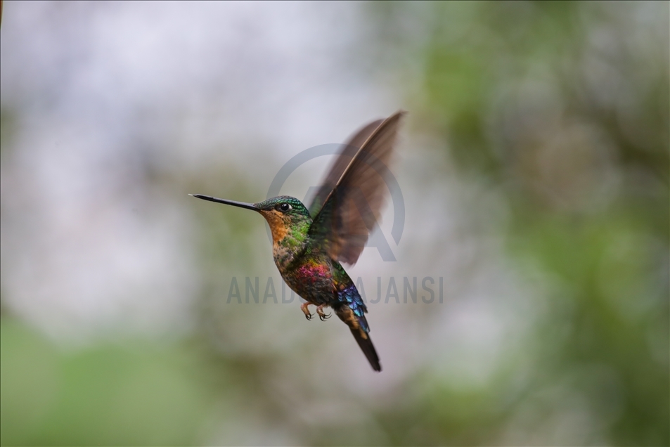 Colombia: un paraíso para los colibríes