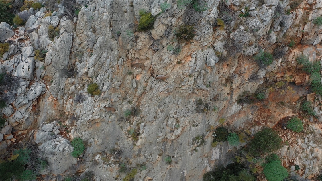 Dünyaca ünlü Kaputaş Plajı, martılara ve yaban keçilerine kaldı