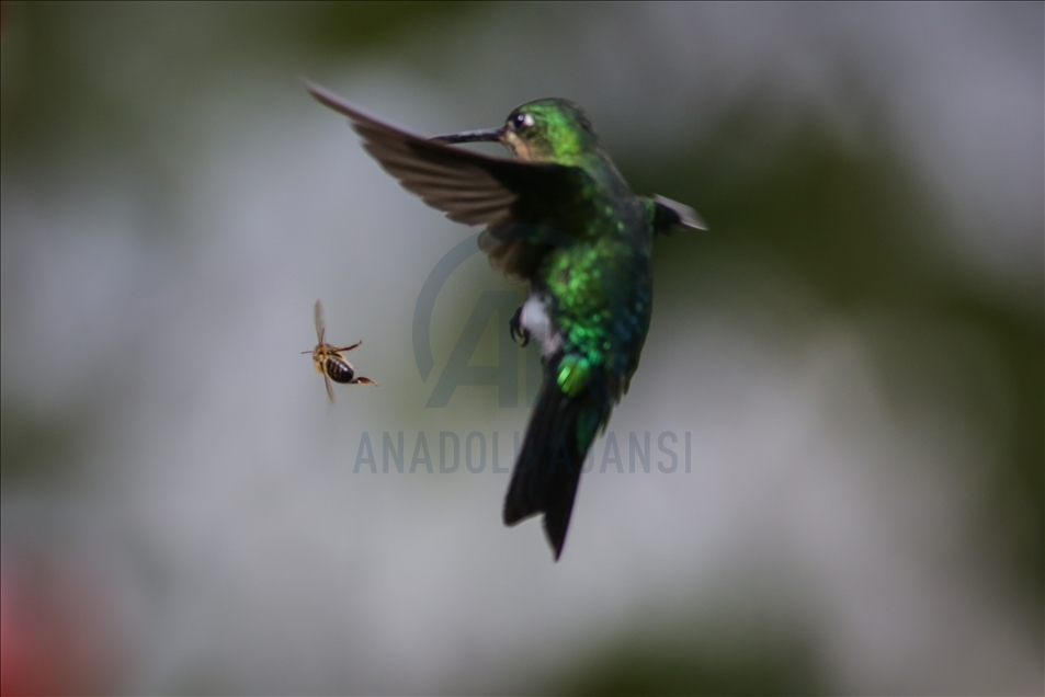 Colombia: un paraíso para los colibríes