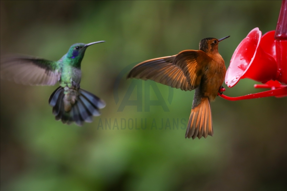 Colombia: un paraíso para los colibríes