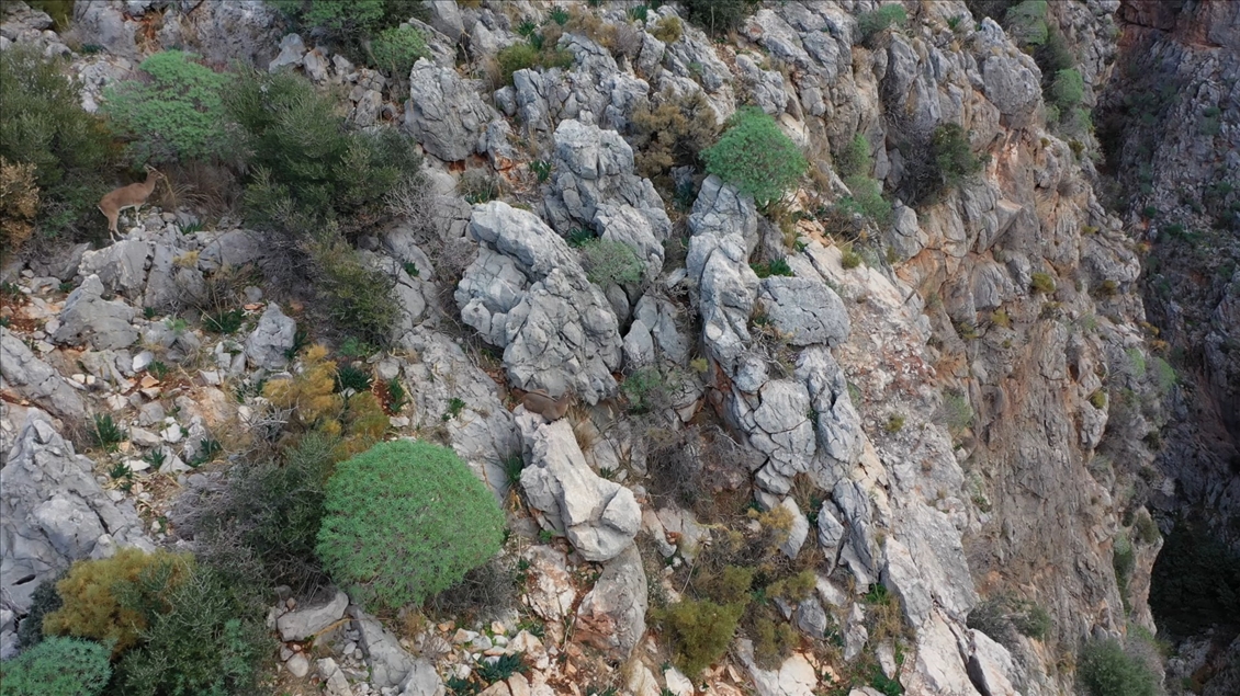 Dünyaca ünlü Kaputaş Plajı, martılara ve yaban keçilerine kaldı