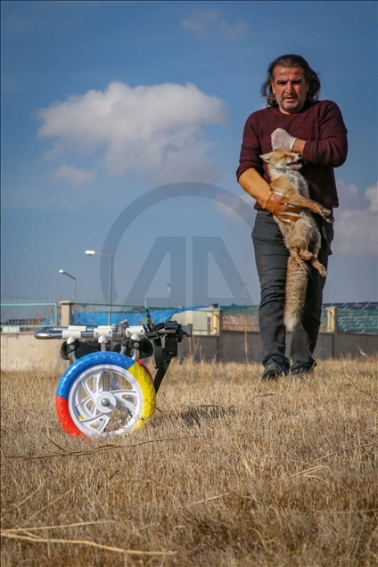 Un zorro con discapacidad vuelve a caminar con la ayuda de un centro de conservación turco