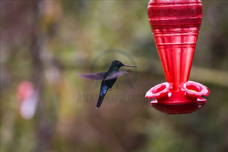 Colombia: un paraíso para los colibríes