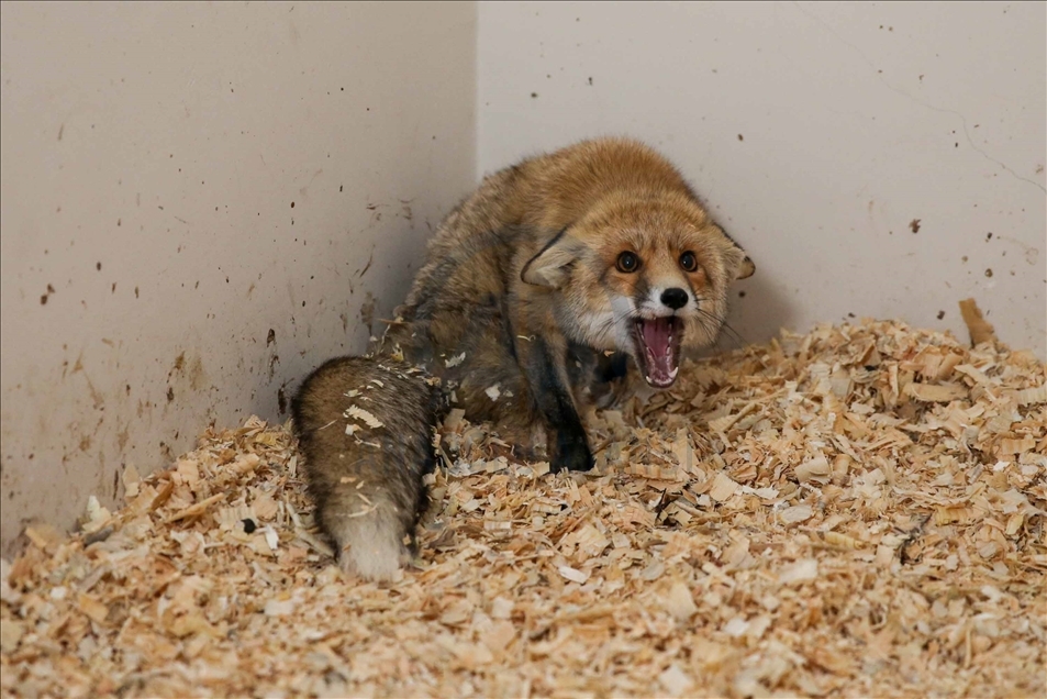 Un zorro con discapacidad vuelve a caminar con la ayuda de un centro de conservación turco