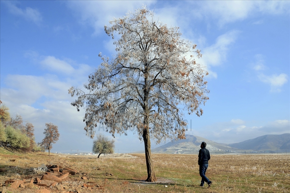Hielo y escarcha cubren algunas plantas y árboles en la provincia turca de Bitlis
