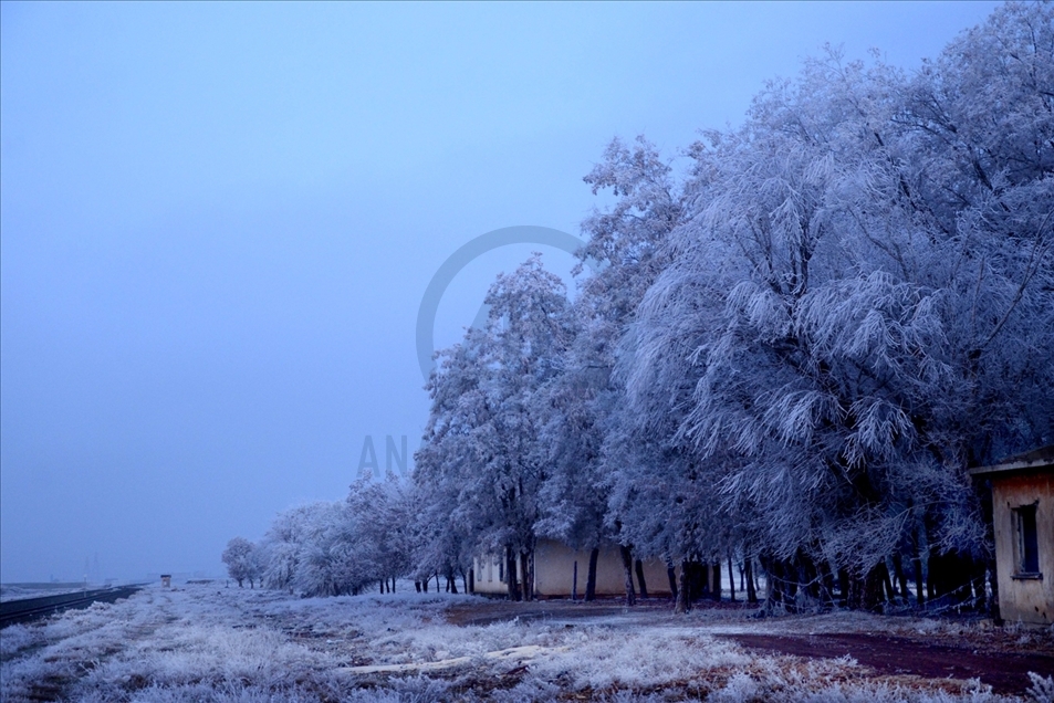 Hielo y escarcha cubren algunas plantas y árboles en la provincia turca de Bitlis