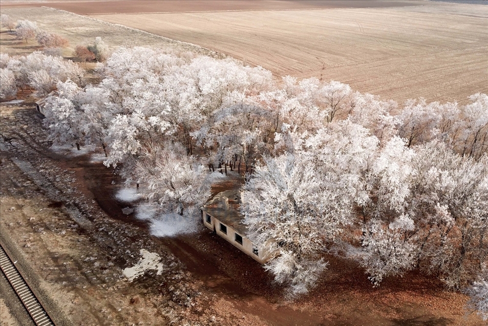 Hielo y escarcha cubren algunas plantas y árboles en la provincia turca de Bitlis