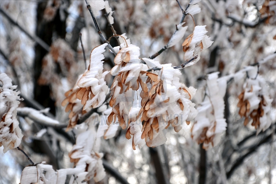 Hielo y escarcha cubren algunas plantas y árboles en la provincia turca de Bitlis