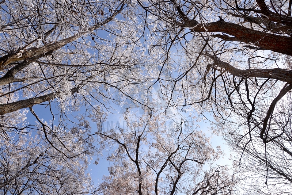 Hielo y escarcha cubren algunas plantas y árboles en la provincia turca de Bitlis