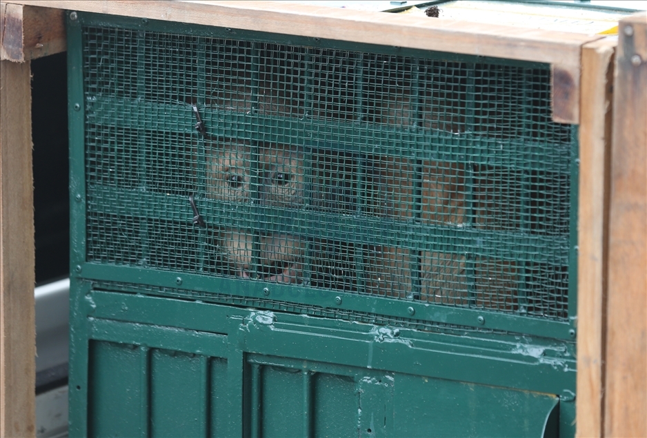 Pemerintah pulangkan 11 orangutan Sumatera hasil perdagangan ilegal