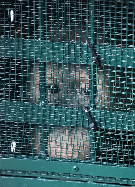 Pemerintah pulangkan 11 orangutan Sumatera hasil perdagangan ilegal