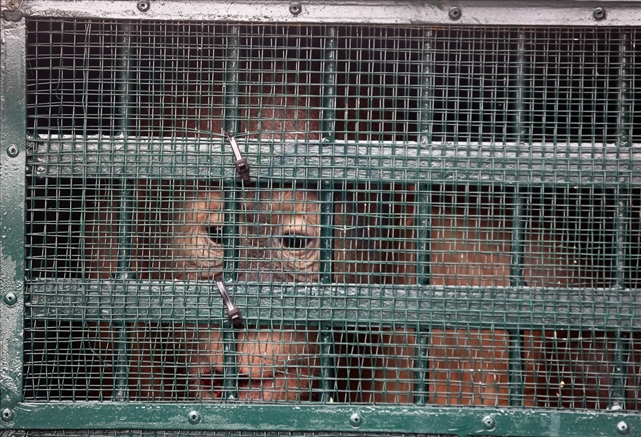 Pemerintah pulangkan 11 orangutan Sumatera hasil perdagangan hewan