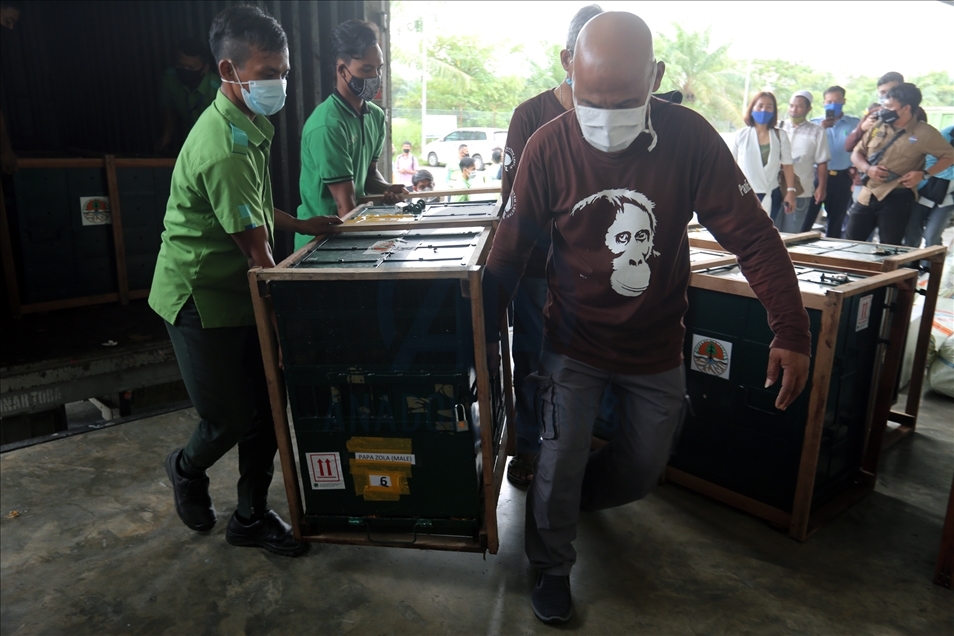 Pemerintah pulangkan 11 orangutan Sumatera hasil perdagangan ilegal
