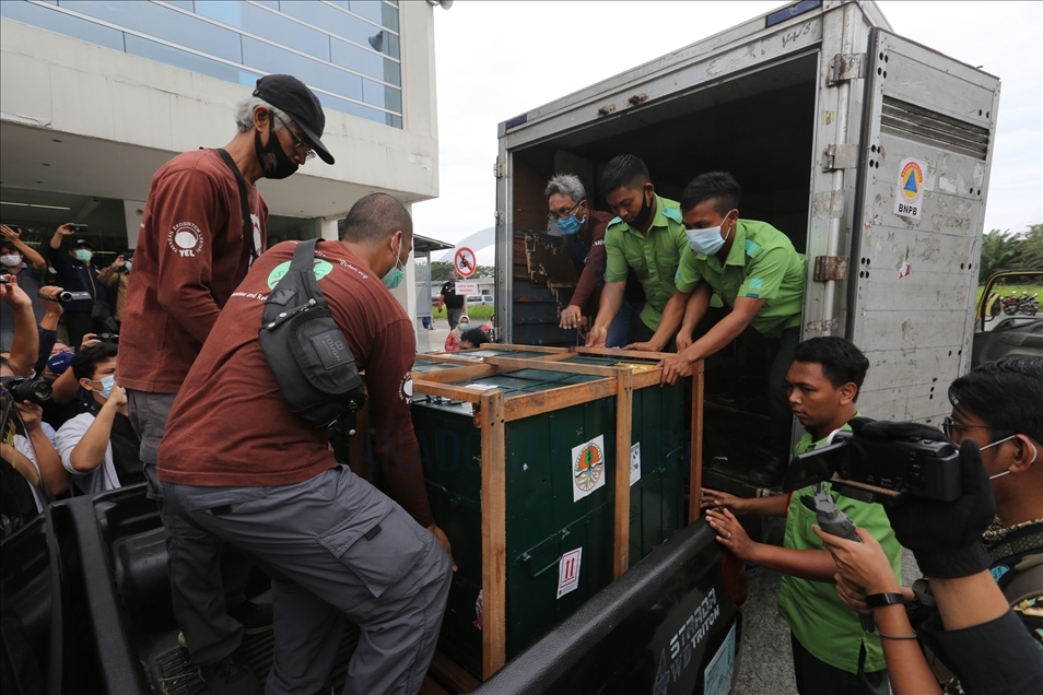 Pemerintah pulangkan 11 orangutan Sumatera hasil perdagangan ilegal