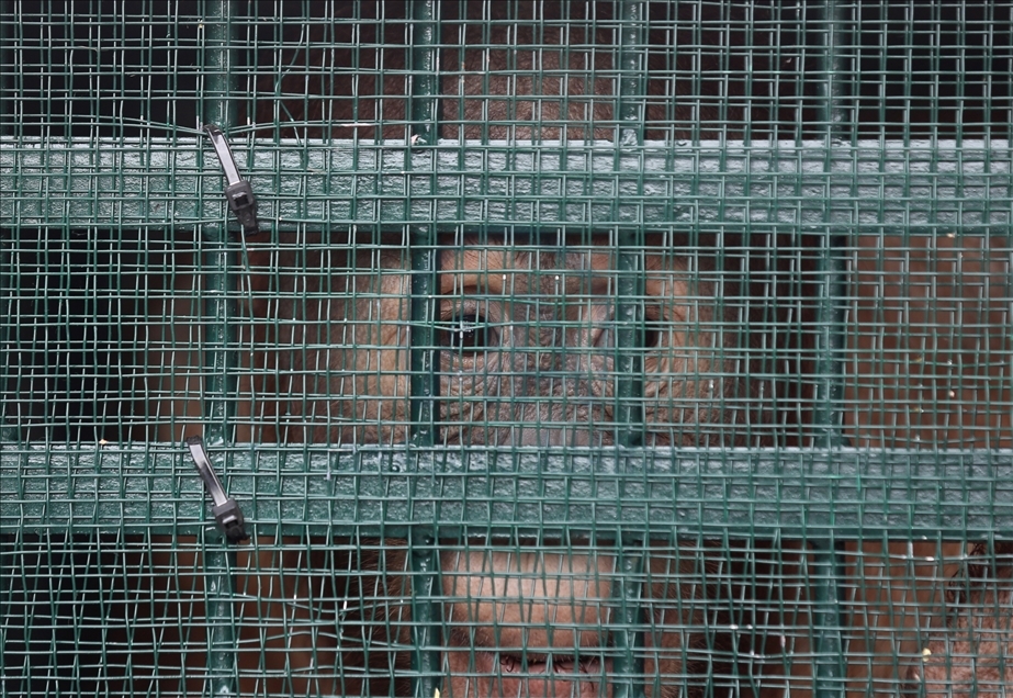 Pemerintah pulangkan 11 orangutan Sumatera hasil perdagangan ilegal