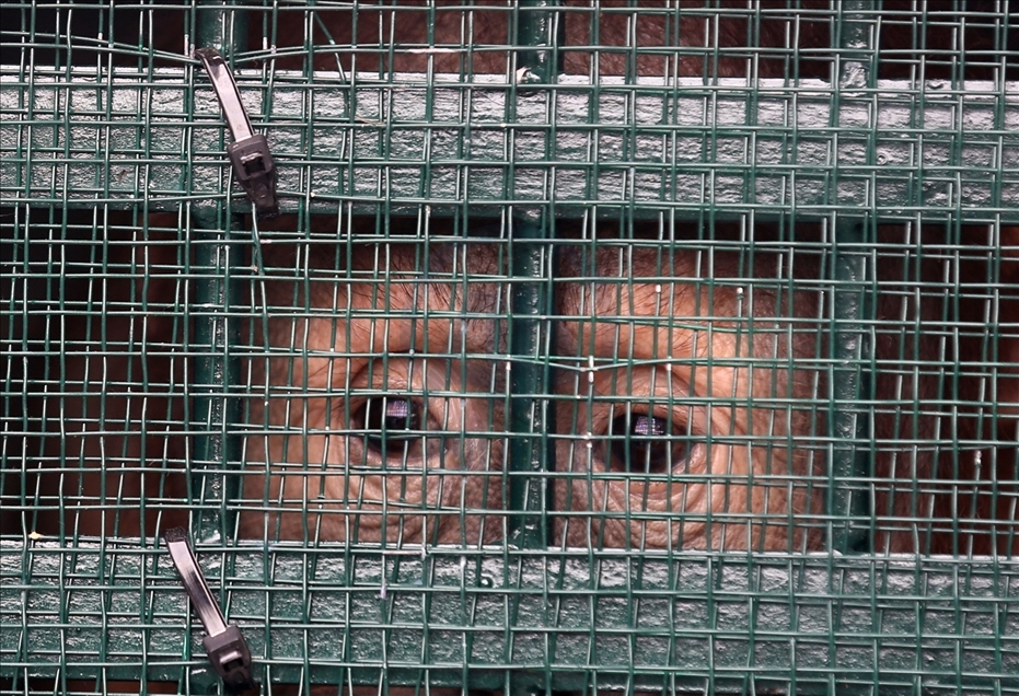 Pemerintah pulangkan 11 orangutan Sumatera hasil perdagangan ilegal