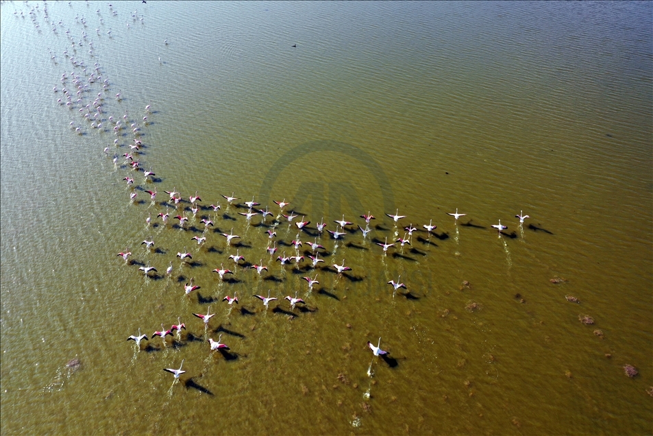 Tuzla Sulak Alanı'nda göçmen kuş akını yaşanıyor
