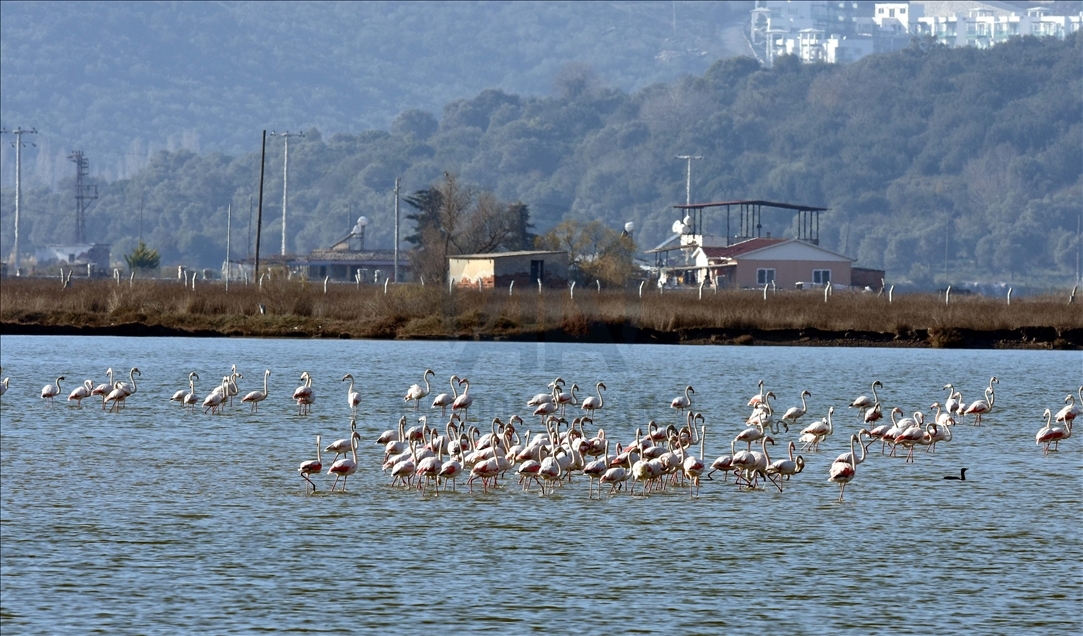 Tuzla Sulak Alanı'nda göçmen kuş akını yaşanıyor