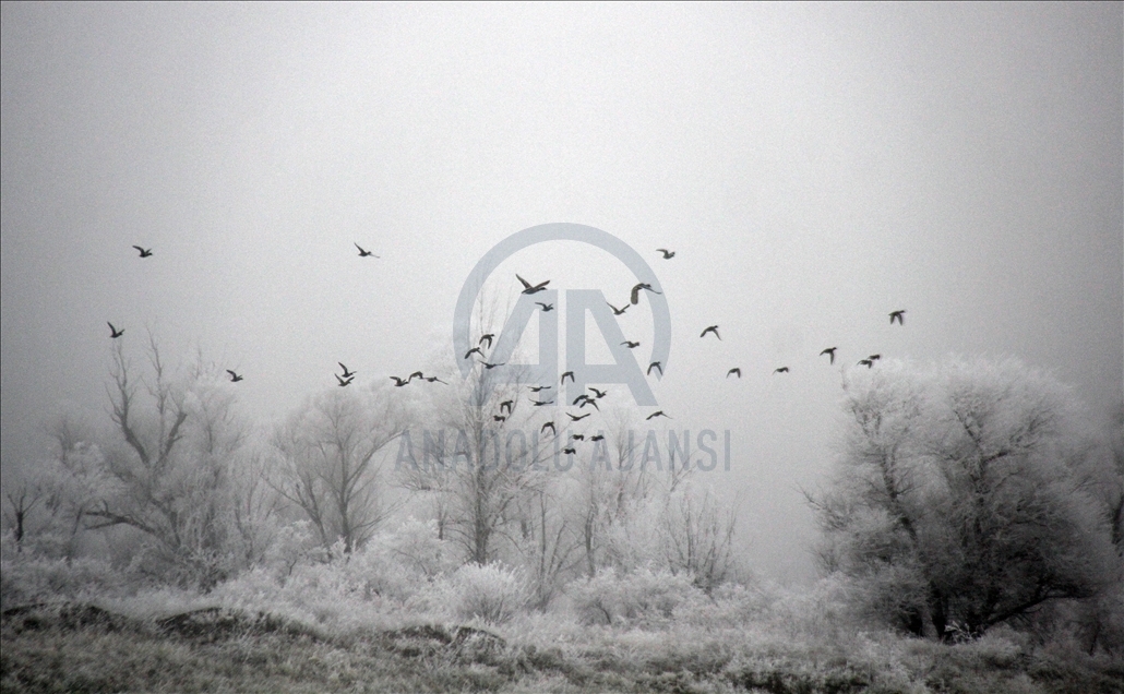 Frost covers plants in Turkey's Sivas