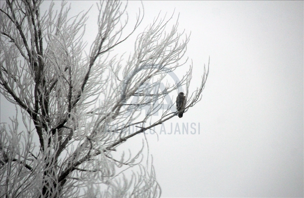 Frost covers plants in Turkey's Sivas